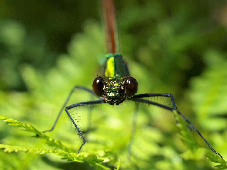 wildlife insect