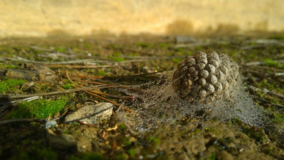 Cone Autumn Nature