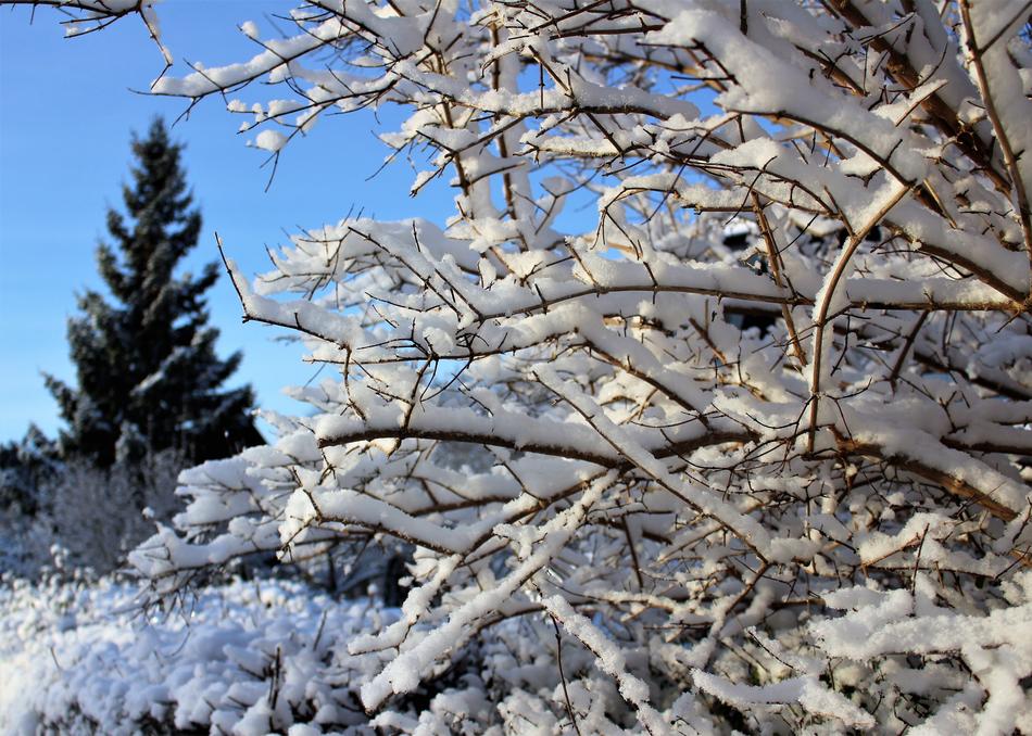 Winter Gran Christmas Tree