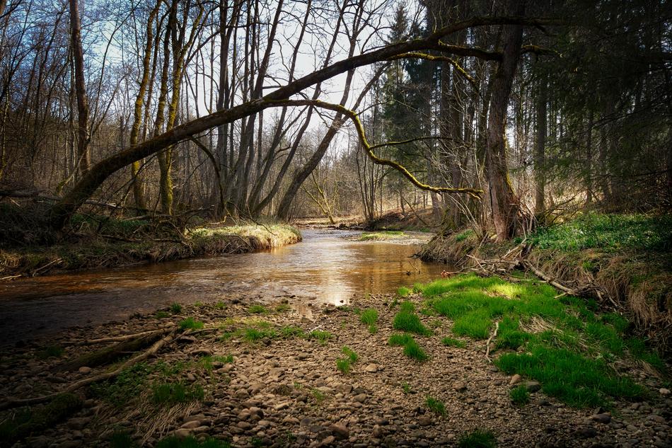 Nature Waters Tree