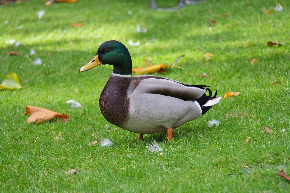 Duck Phoenix Park
