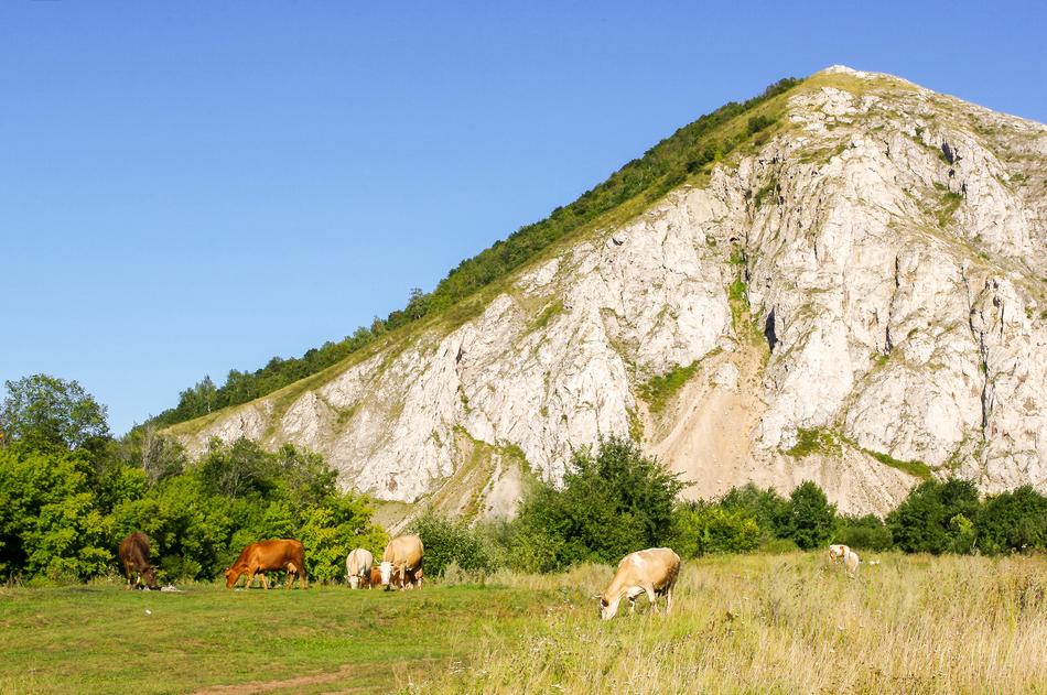 Nature Landscape Grass