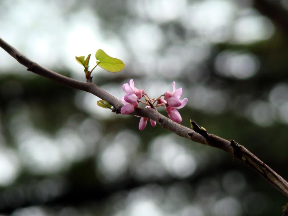 Tree Branch Flower