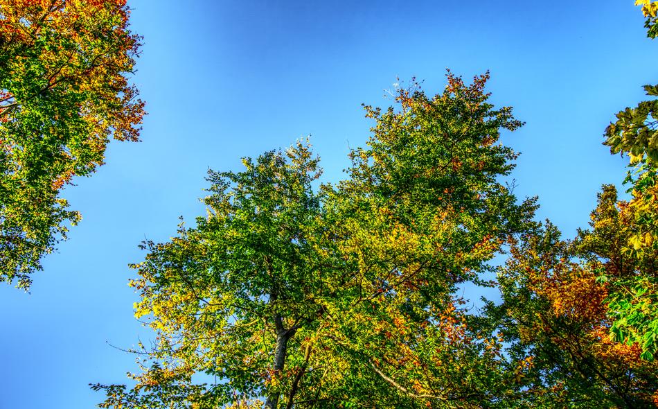 Crown Leaves Green