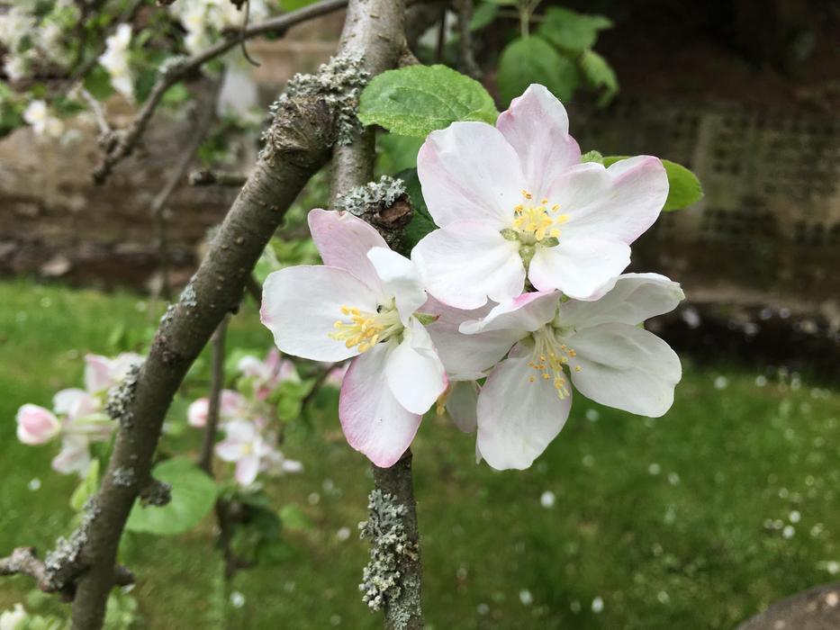 Flower Nature Tree