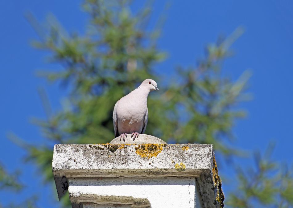 Nature Bird Sky