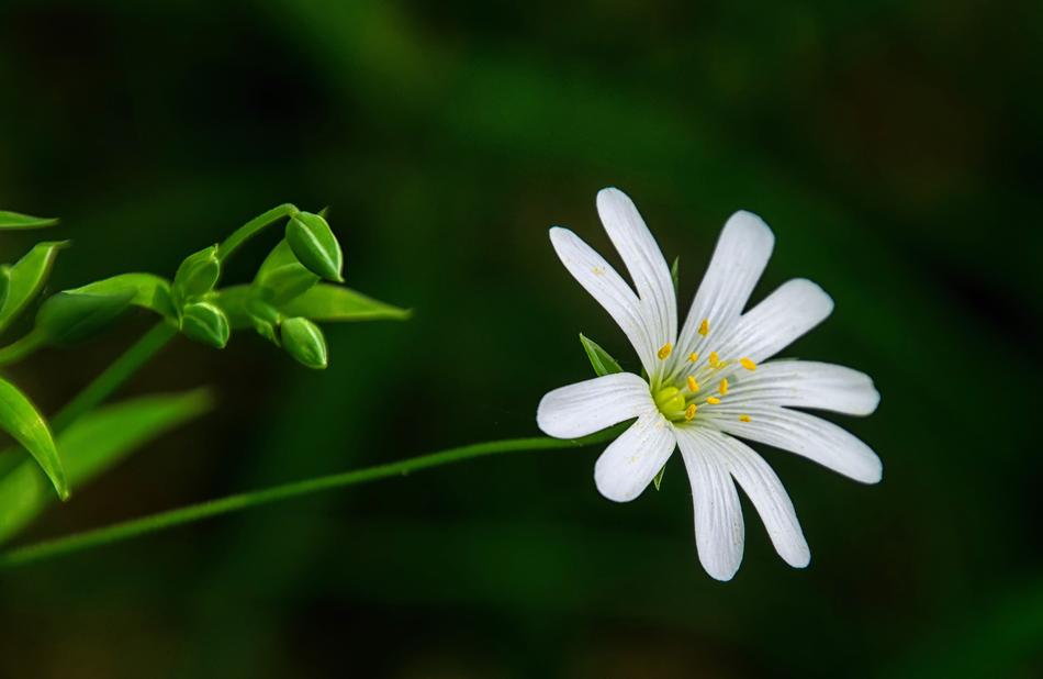 Nature Plant Leaf