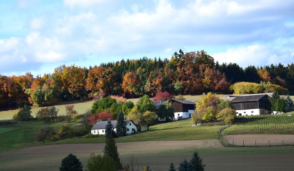 Autumn Forest Nature