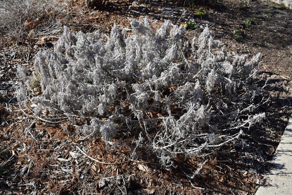 winter plants in the garden