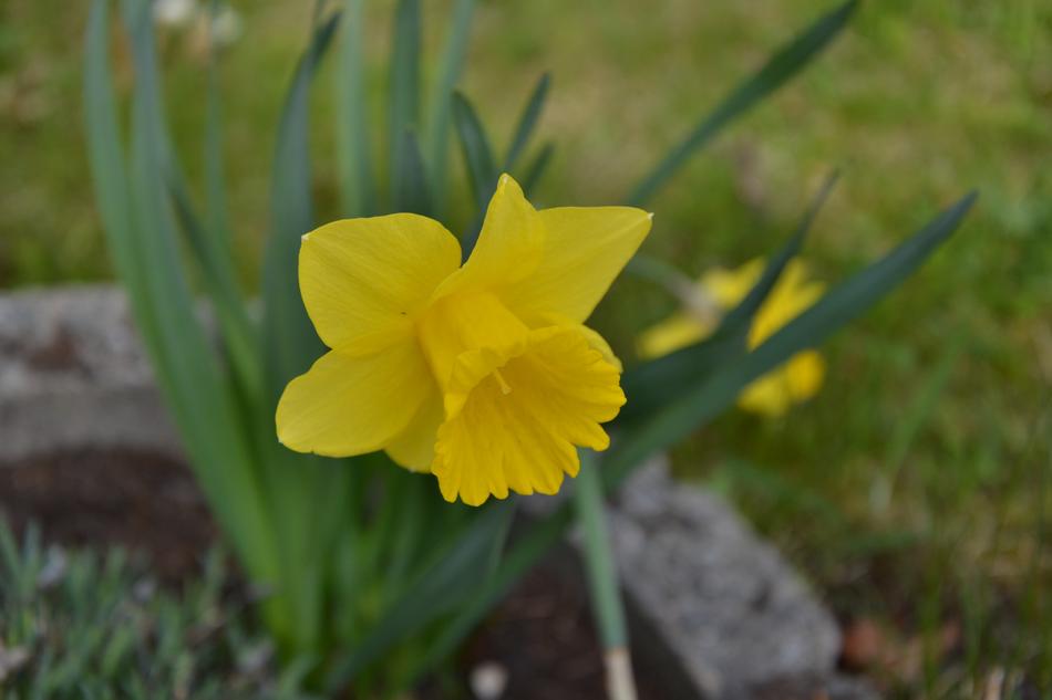 Nature Plant Flower