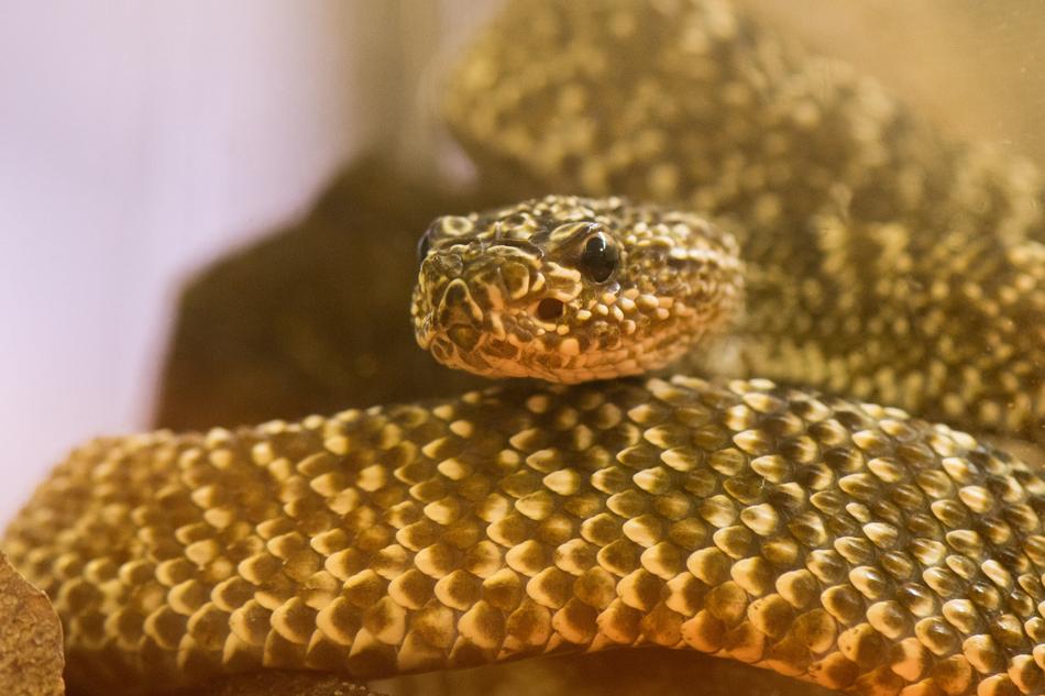 Snake Reptile Nature