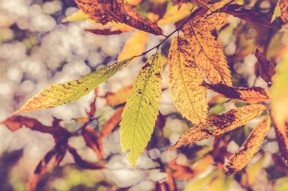 Leaves Autumn Fall Colors