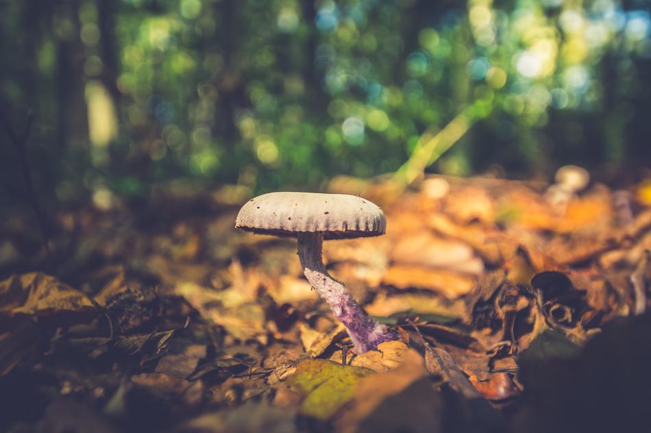 Mushroom Autumn Mushrooms