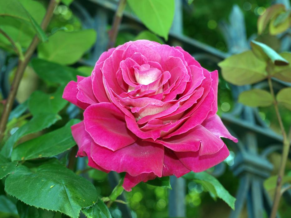 Rosa Flower Plant