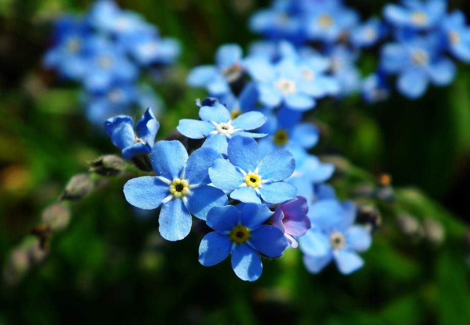 Nature Flower Nots