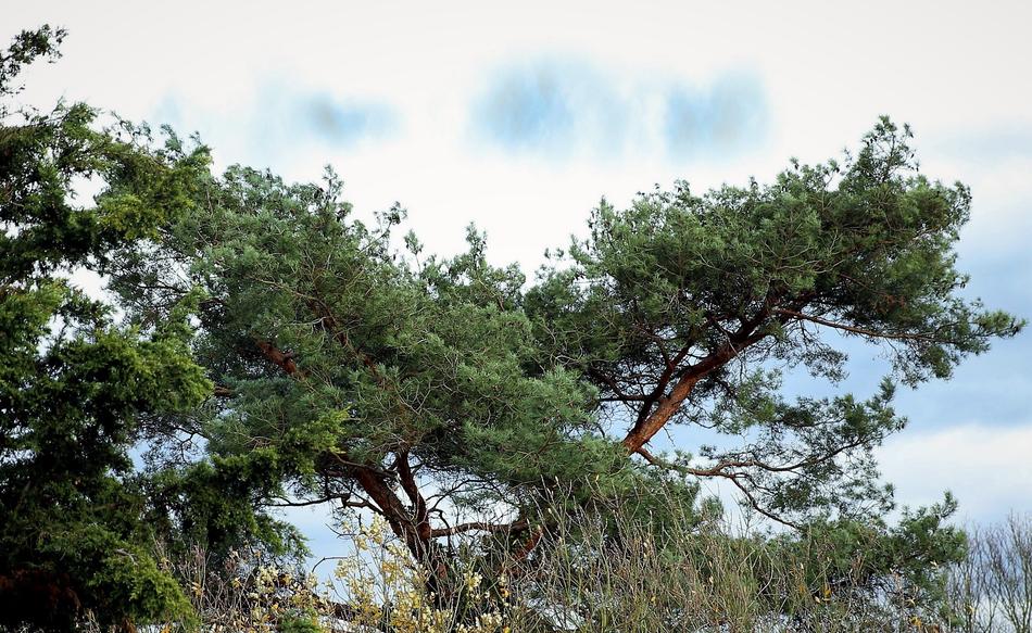 Nature Tree Landscape
