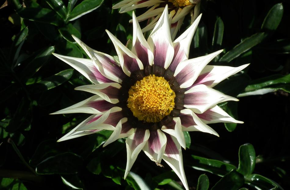 garden flower yellow is beautiful