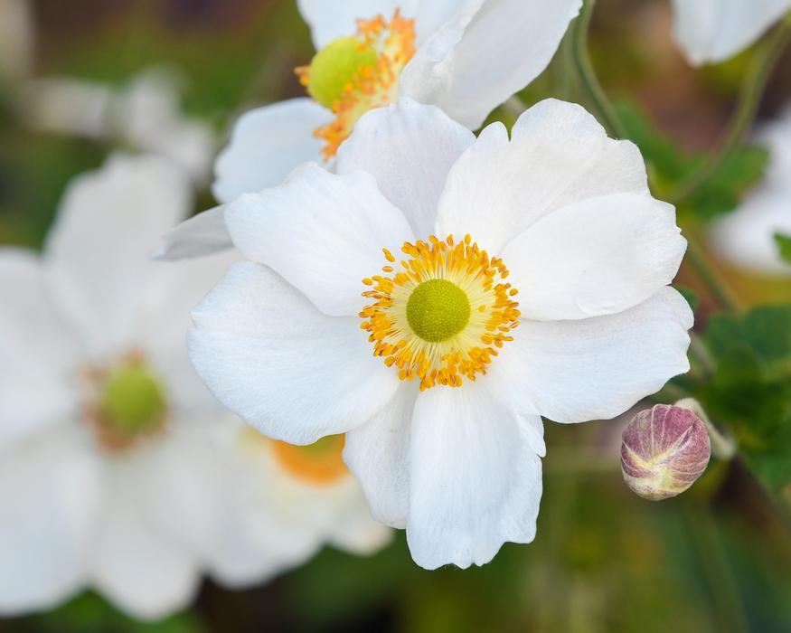 Flower White Button