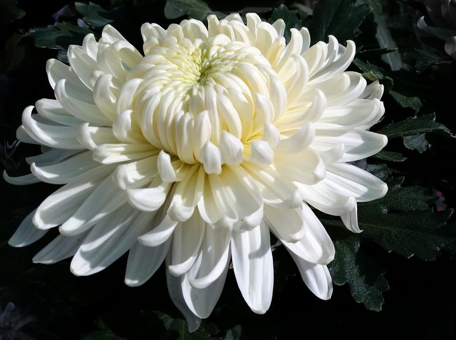 Nature Flower Flora