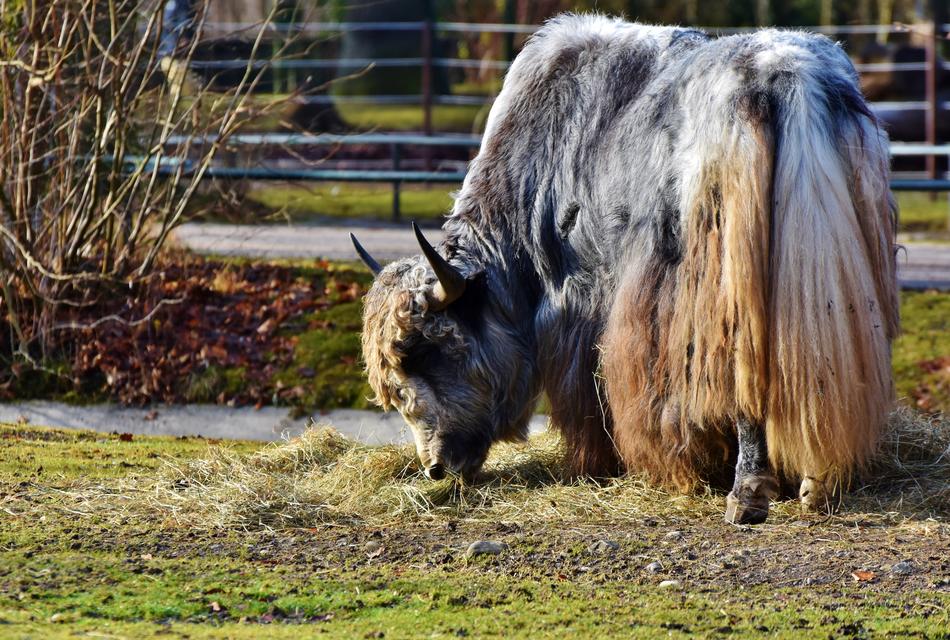 Wool Beef Galloway