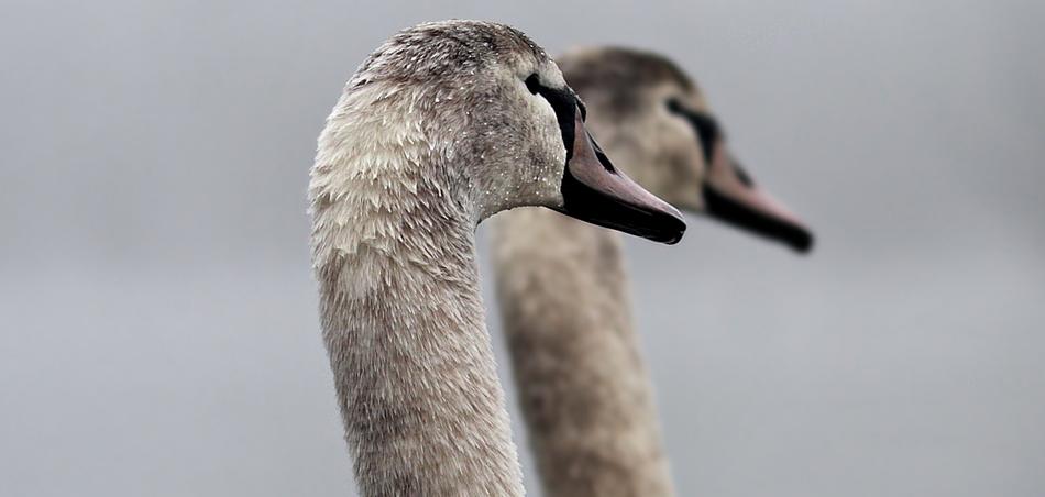Swans Proud Pride