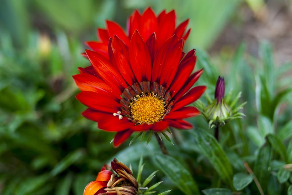 Plant Nature Flower