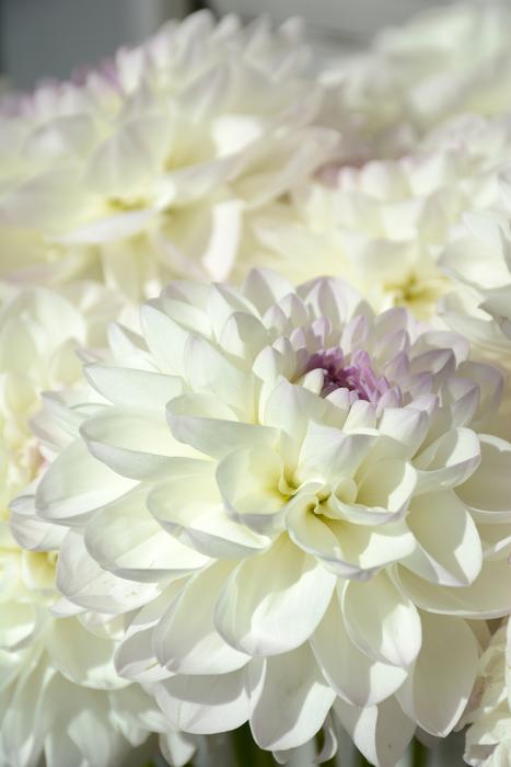 Flowers White Nature