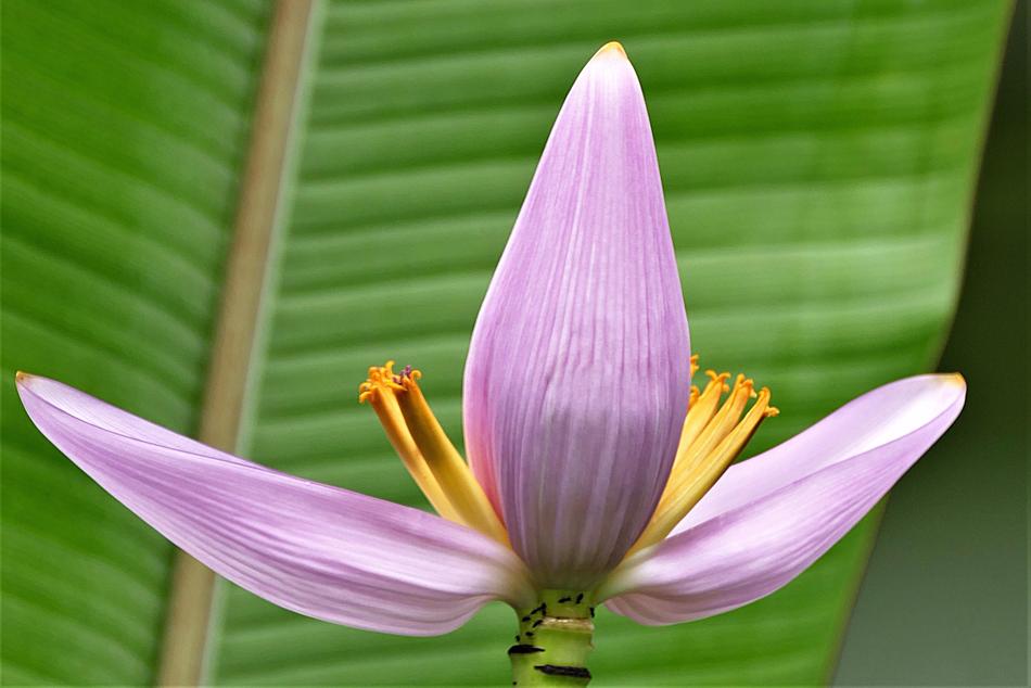 Blossom Bloom Plant Banana