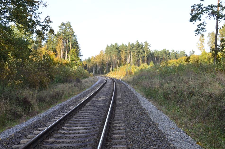 Forest Tracks