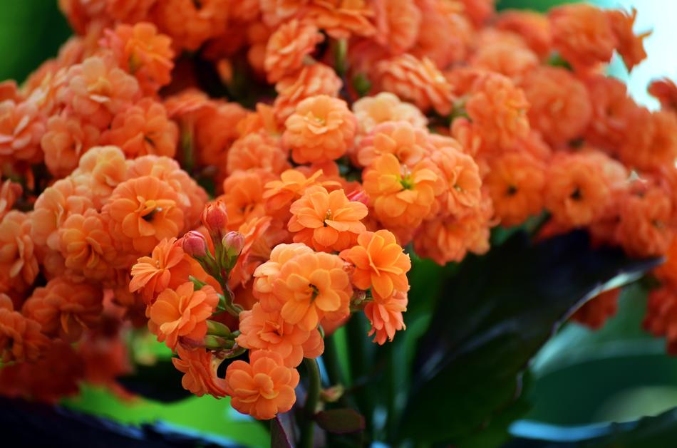Flowers Flower Nature