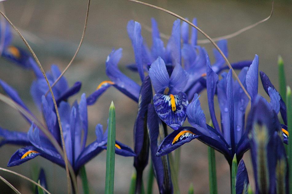 Nature Plant Flower