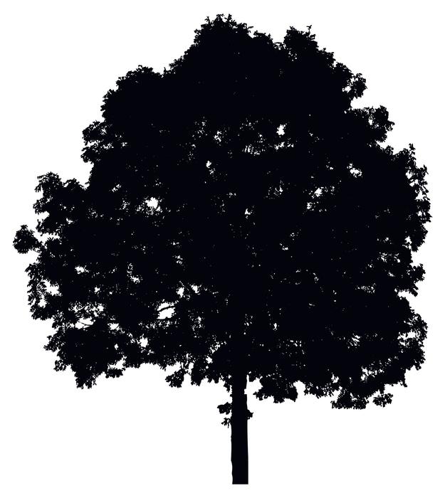 tree ecological environment green