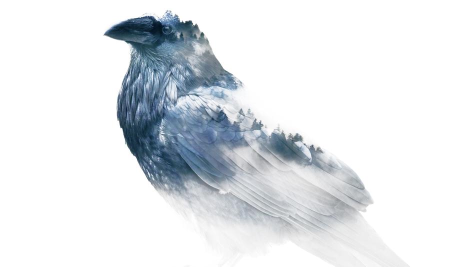 Raven Winter Nature