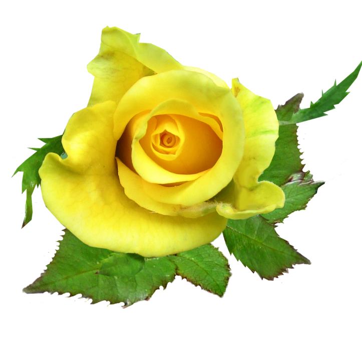 yellow blossom rose
