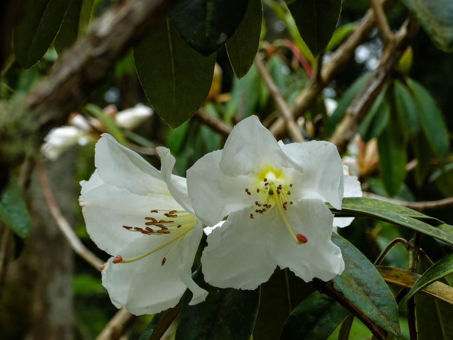 Nature Garden Petal White