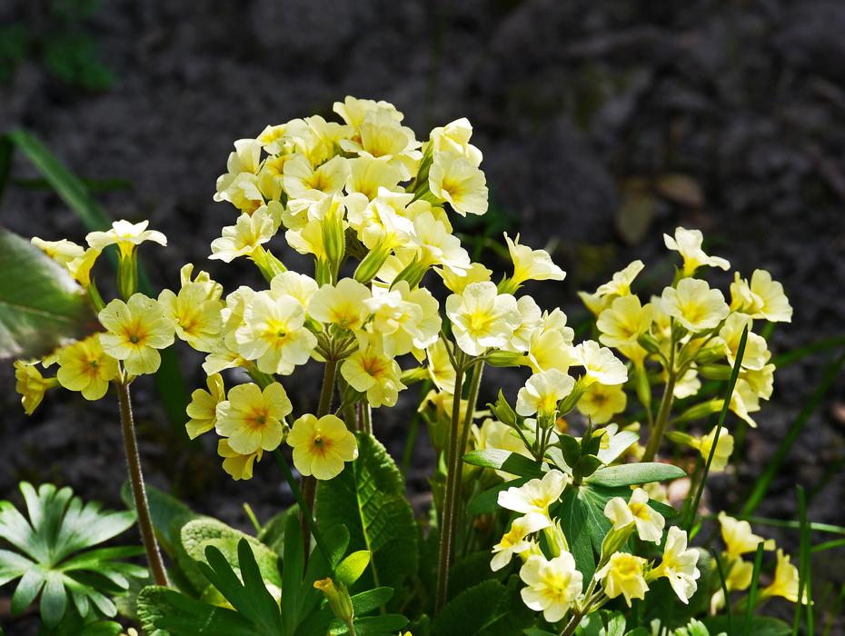 Cowslip Signs Of Spring Flowers