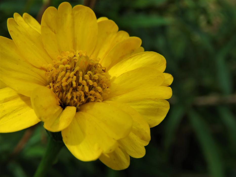 Yellow Nature Flora