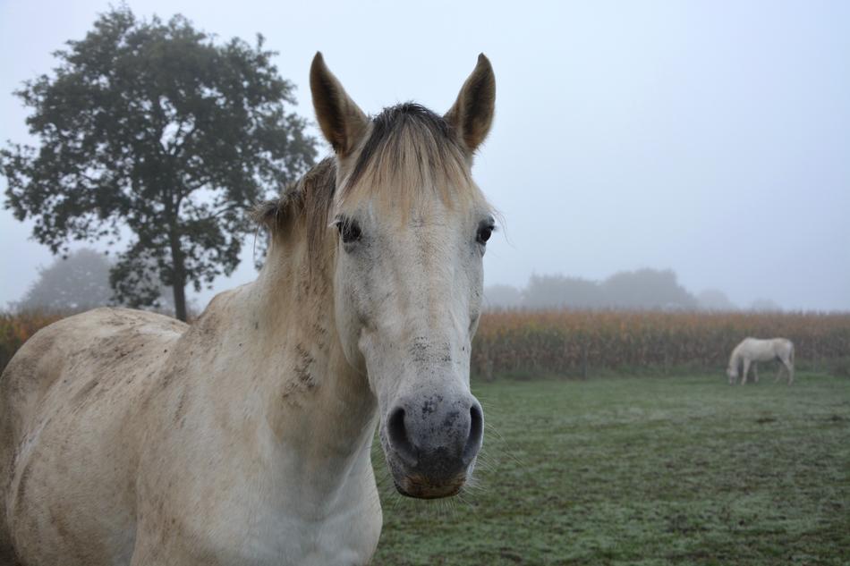 white horse in the fog