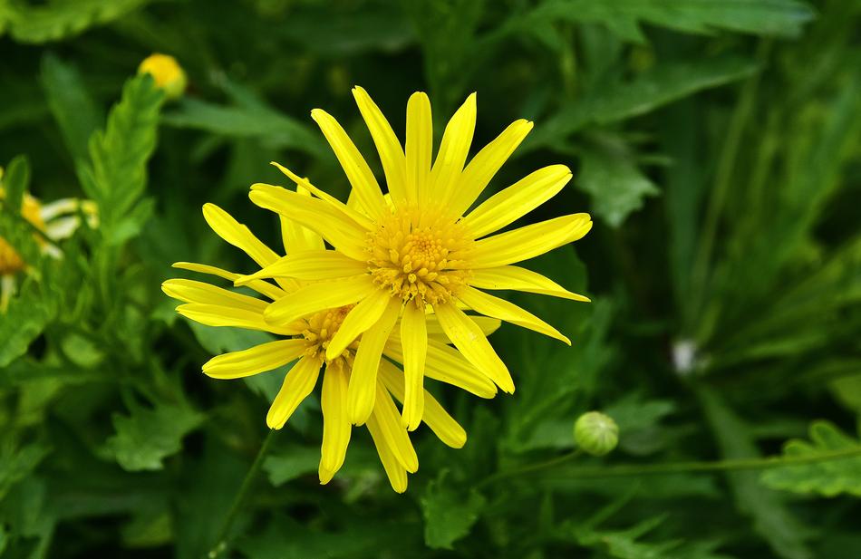 Nature Plant Summer