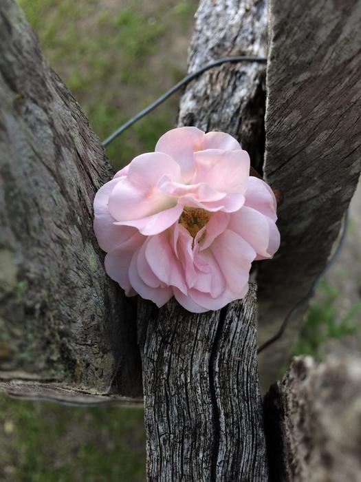 Nature Flower Flowers