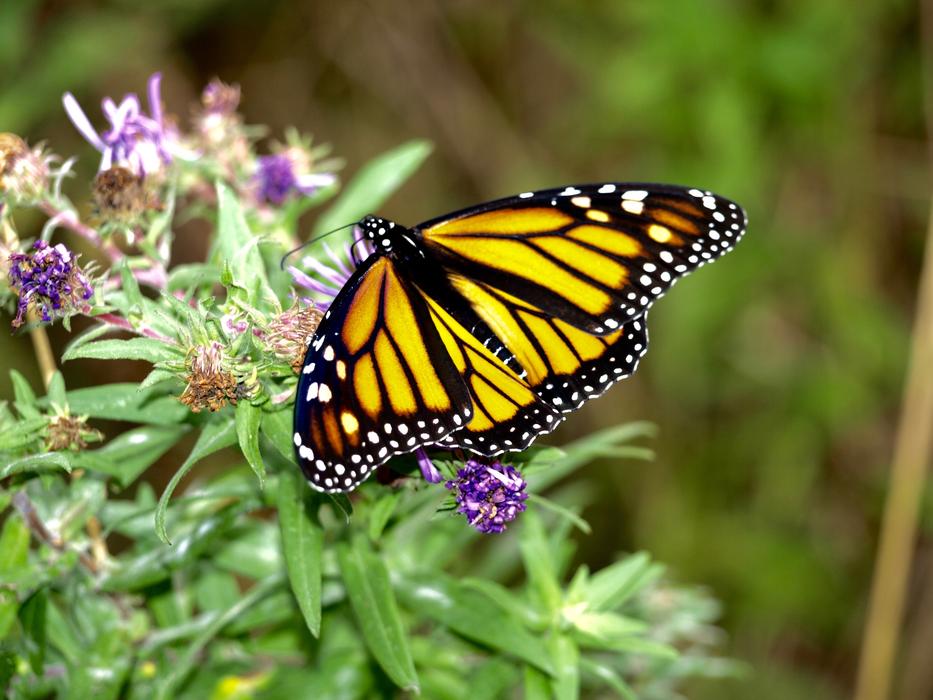Butterfly Nature