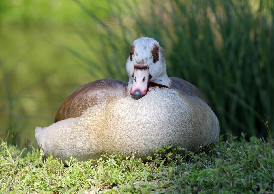 Nature Duck Beak