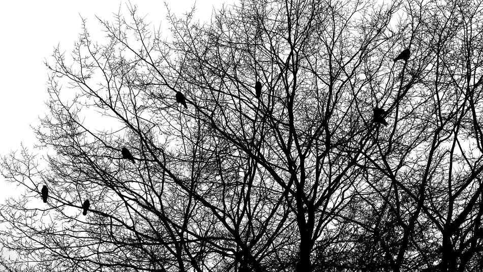 Aesthetic Birds Crow