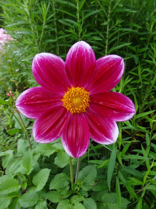 Pink Flower Nature