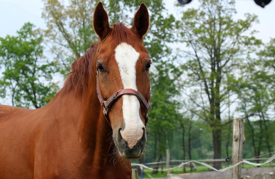 The Horse Animals Nature