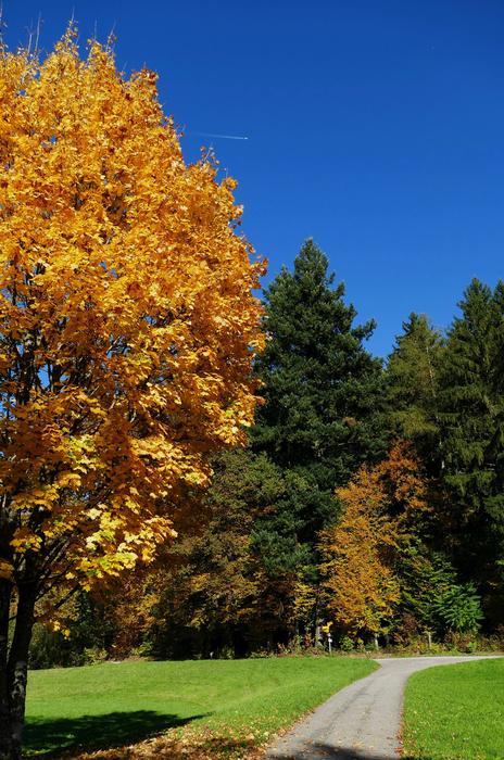 Nature Tree Autumn