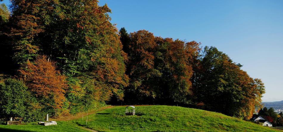 Nature Forest Edge Of The Woods