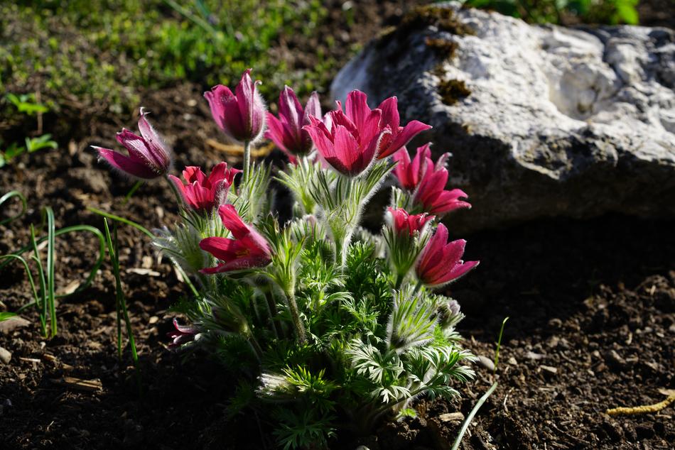 Pasque Flower Common