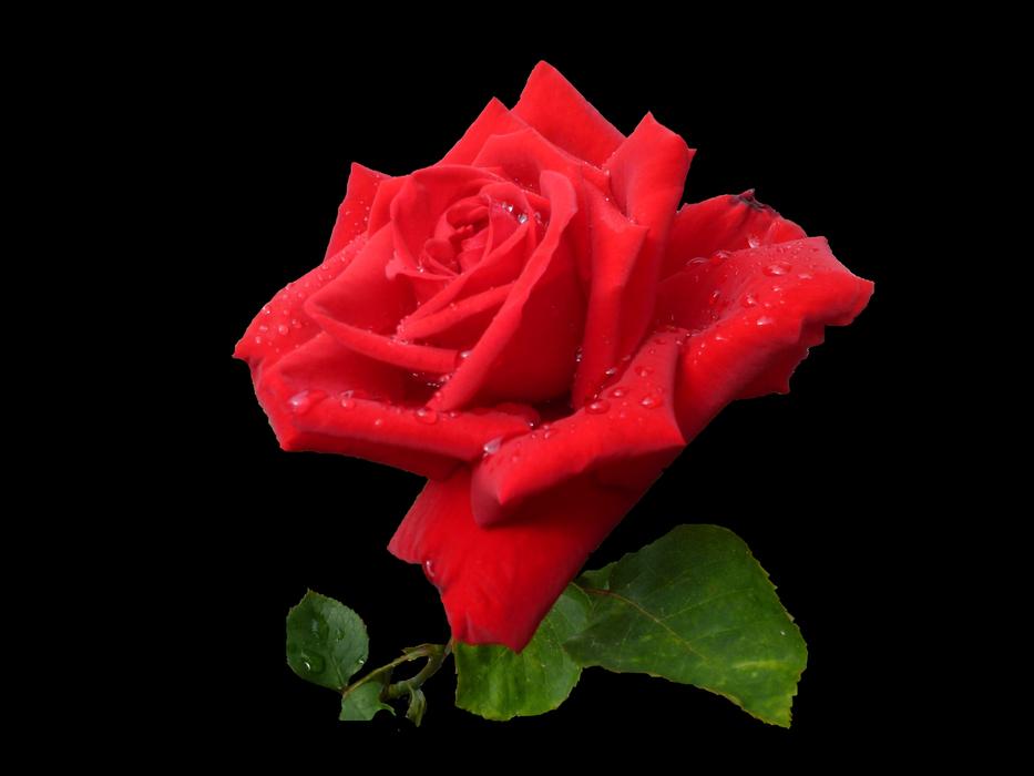 Flower Rosebush No Person