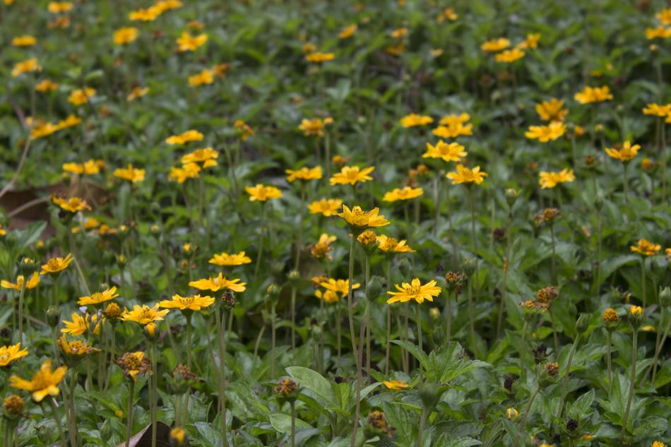 Nature Flora Flower